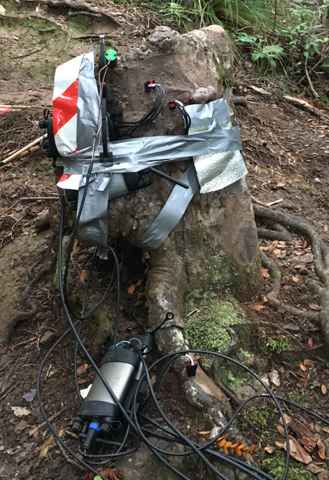 Heat-ratio sap flow sensors on the stump.
